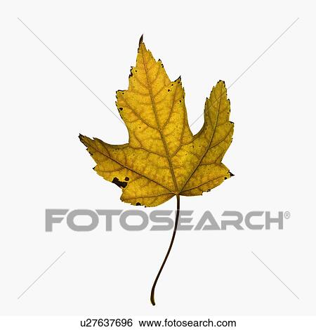 Stock Photograph - Autumn leaf. Fotosearch