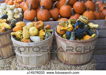 Baskets of assorted gourds and pumpkins View Large Photo Image Stock Image - Baskets of assorted gourds and pumpkins. Fotosearch