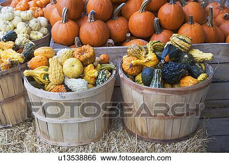 Baskets of assorted gourds and pumpkins View Large Photo Image Stock Photograph - Baskets of assorted gourds and pumpkins. Fotosearch