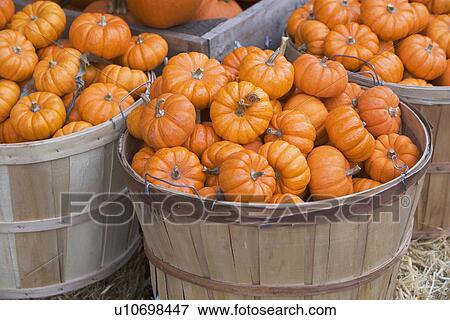 Baskets of pumpkins View Large Photo Image Stock Photo - Baskets of pumpkins. Fotosearch