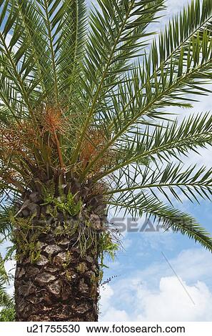 Canary Island Date palm tree View Large Photo Image Stock Image - Canary Island Date palm tree. Fotosearch