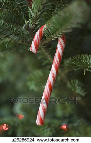 Picture - Candy cane hanging on Christmas tree. Fotosearch