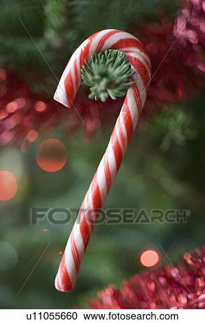 Stock Image - Candy cane hanging on Christmas tree. Fotosearch