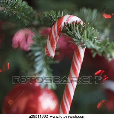 Stock Image - Candy cane hanging on Christmas tree. Fotosearch