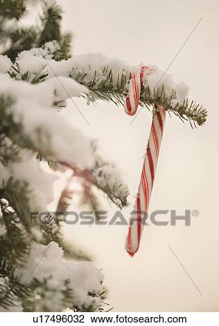 Candy cane in snow covered tree View Large Photo Image Stock Image - Candy cane in snow covered tree. Fotosearch