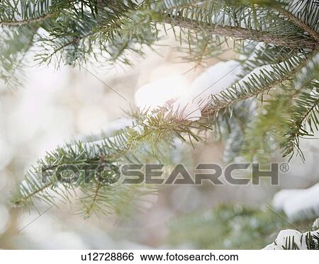Car covered in snow View Large Photo Image Stock Photograph - Car covered in snow. Fotosearch