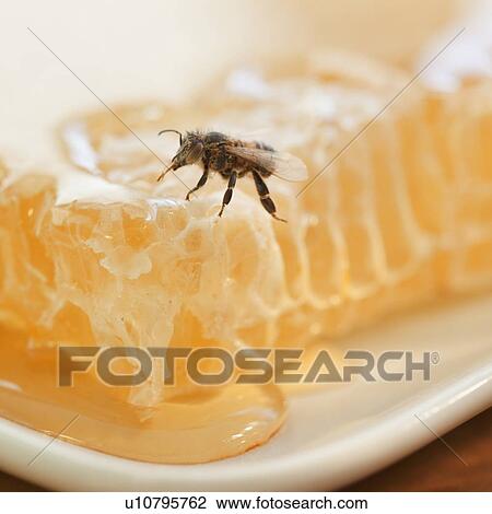 Close up of bee and honeycomb View Large Photo Image Stock Image - Close up of bee and honeycomb. Fotosearch