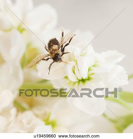 Close up of bee on flower View Large Photo Image Stock Image - Close up of bee on flower. Fotosearch