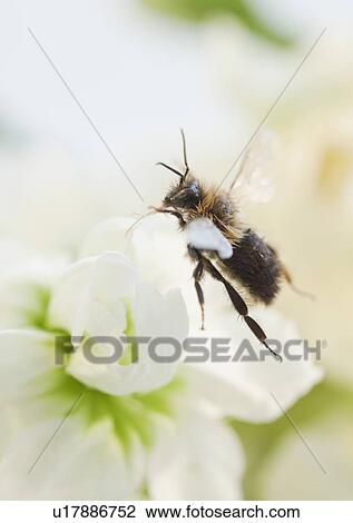 Stock Image - Close up of bee on honey jar. Fotosearch
