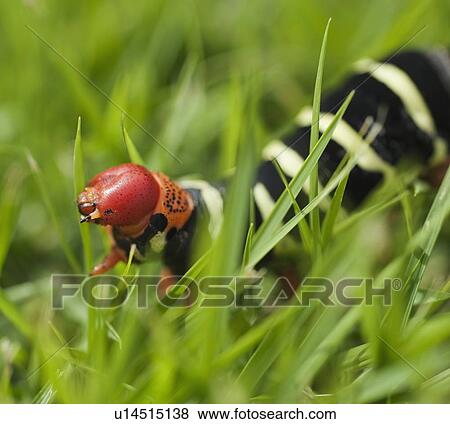 Stock Photo - Close up of caterpillar in grass. Fotosearch
