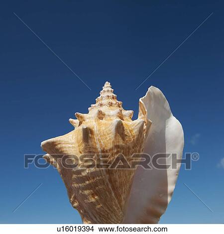 Close up of conch shell against blue sky View Large Photo Image Picture - Close up of conch shell against blue sky. Fotosearch