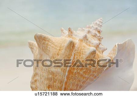 Close up of conch shell View Large Photo Image Stock Photo - Close up of conch shell. Fotosearch