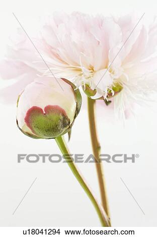 Close up of flower View Large Photo Image Picture - Close up of flower. Fotosearch