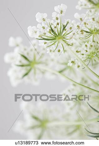 Stock Image - Close up of flower. Fotosearch
