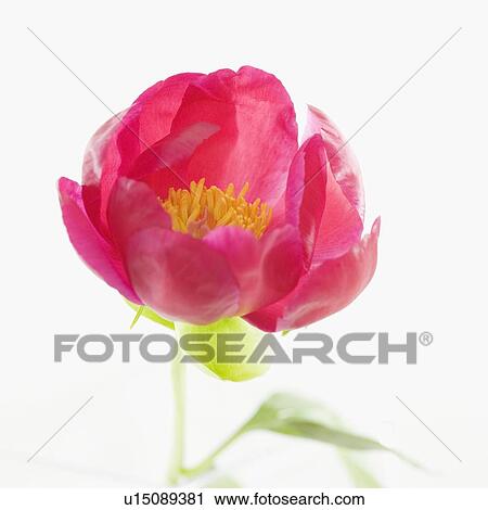 Close up of flower View Large Photo Image Stock Image - Close up of flower. Fotosearch