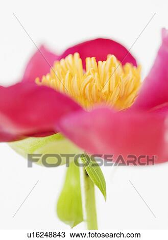 Close up of flower View Large Photo Image Stock Image - Close up of flower. Fotosearch
