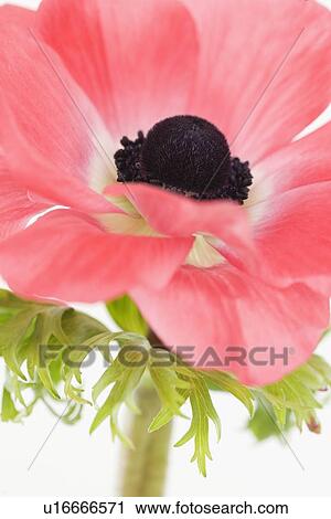 Close up of flower View Large Photo Image Stock Image - Close up of flower. Fotosearch