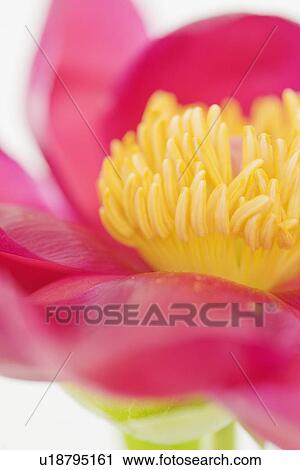 Close up of flower View Large Photo Image Stock Image - Close up of flower. Fotosearch