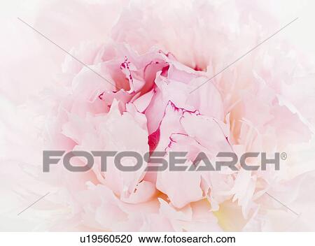 Close up of flower View Large Photo Image Stock Image - Close up of flower. Fotosearch