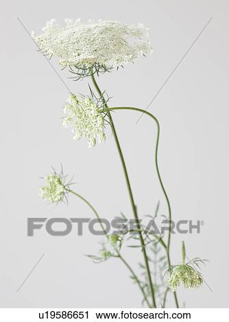 Close up of flower View Large Photo Image Stock Image - Close up of flower. Fotosearch
