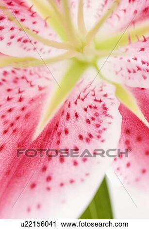 Close up of flower View Large Photo Image Stock Image - Close up of flower. Fotosearch