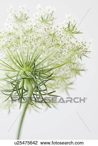 Close up of flower View Large Photo Image Stock Image - Close up of flower. Fotosearch