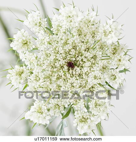 Close up of flower View Large Photo Image Stock Photo - Close up of flower. Fotosearch
