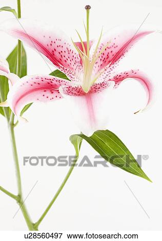 Close up of flower View Large Photo Image Stock Photo - Close up of flower. Fotosearch