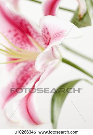 Close up of flower View Large Photo Image Stock Photography - Close up of flower. Fotosearch