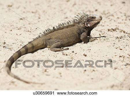 Close up of iguana View Large Photo Image Stock Image - Close up of iguana. Fotosearch