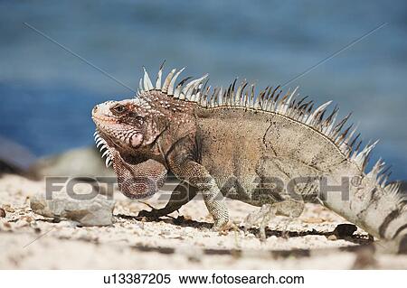 Close up of iguana View Large Photo Image Stock Photography - Close up of iguana. Fotosearch