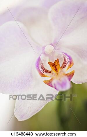 Close up of orchid View Large Photo Image Stock Image - Close up of orchid. Fotosearch