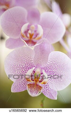 Close up of orchid View Large Photo Image Stock Image - Close up of orchid. Fotosearch