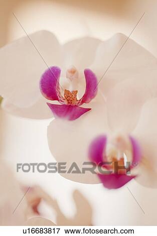 Close up of orchid View Large Photo Image Stock Photo - Close up of orchid. Fotosearch