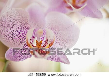 Close up of orchid View Large Photo Image Stock Photo - Close up of orchid. Fotosearch