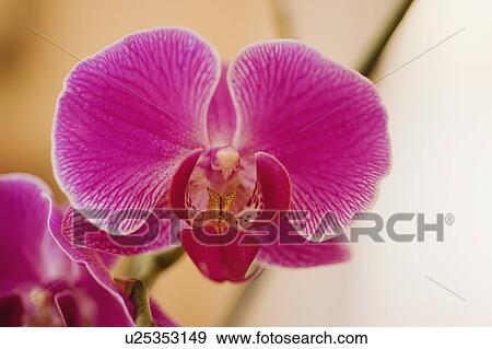 Close up of orchid View Large Photo Image Stock Photo - Close up of orchid. Fotosearch