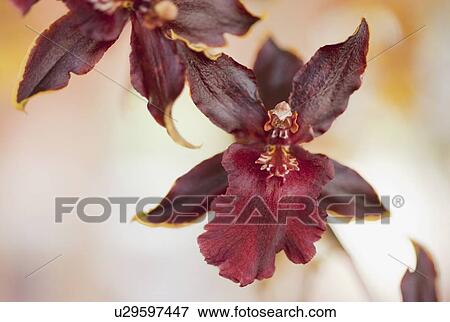 Close up of orchid View Large Photo Image Stock Photo - Close up of orchid. Fotosearch