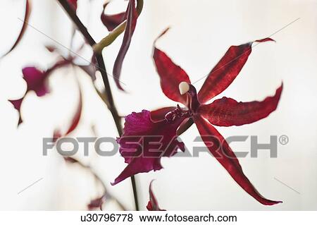 Close up of orchid View Large Photo Image Stock Photo - Close up of orchid. Fotosearch