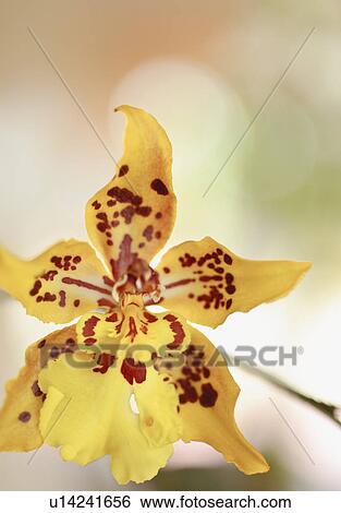 Close up of orchid View Large Photo Image Stock Photograph - Close up of orchid. Fotosearch
