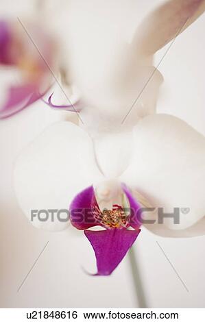 Close up of orchid View Large Photo Image Stock Photograph - Close up of orchid. Fotosearch