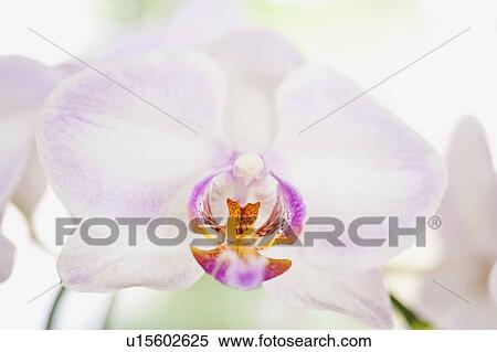 Close up of orchid View Large Photo Image Stock Photography - Close up of orchid. Fotosearch