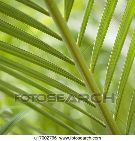 Close up of palm leaf View Large Photo Image Stock Photograph - Close up of palm leaf. Fotosearch