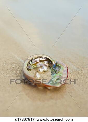 Close up of pearls in oyster shell View Large Photo Image Stock Photo - Close up of pearls in oyster shell. Fotosearch
