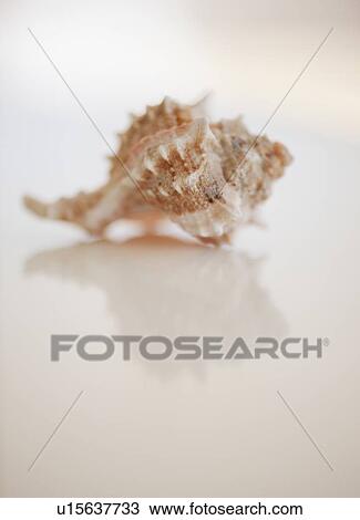 Close up of sea shell View Large Photo Image Stock Image - Close up of sea shell. Fotosearch