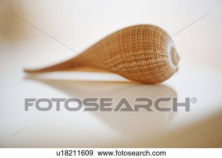 Close up of sea shell View Large Photo Image Stock Photo - Close up of sea shell. Fotosearch