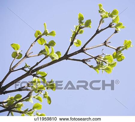 Close up of spring buds on tree View Large Photo Image Stock Image - Close up of spring buds on tree. Fotosearch