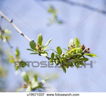 Close up of spring buds on tree View Large Photo Image Stock Photo - Close up of spring buds on tree. Fotosearch