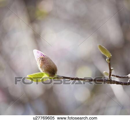 Close up of spring buds on tree View Large Photo Image Stock Photography - Close up of spring buds on tree. Fotosearch