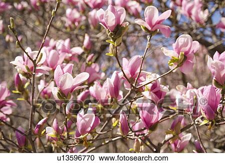 Close up of spring flowers on tree View Large Photo Image Stock Image - Close up of spring flowers on tree. Fotosearch