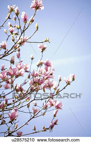 Stock Image - Close up of spring flowers on tree. Fotosearch